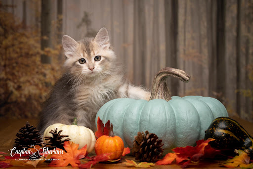 Caspian Siberian Kittens