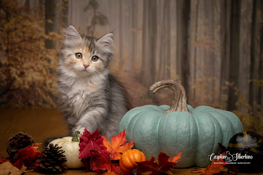 Siberian Kitten