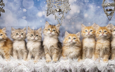 Kittens, Kittens, Kittens!