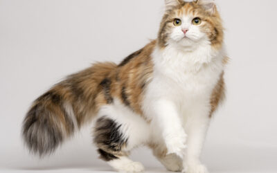 Caspian Siberians Cattery Champion Queen Olenna