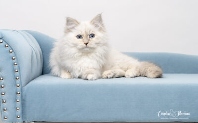 Caspian Siberians Cattery Champion Queen Bianca