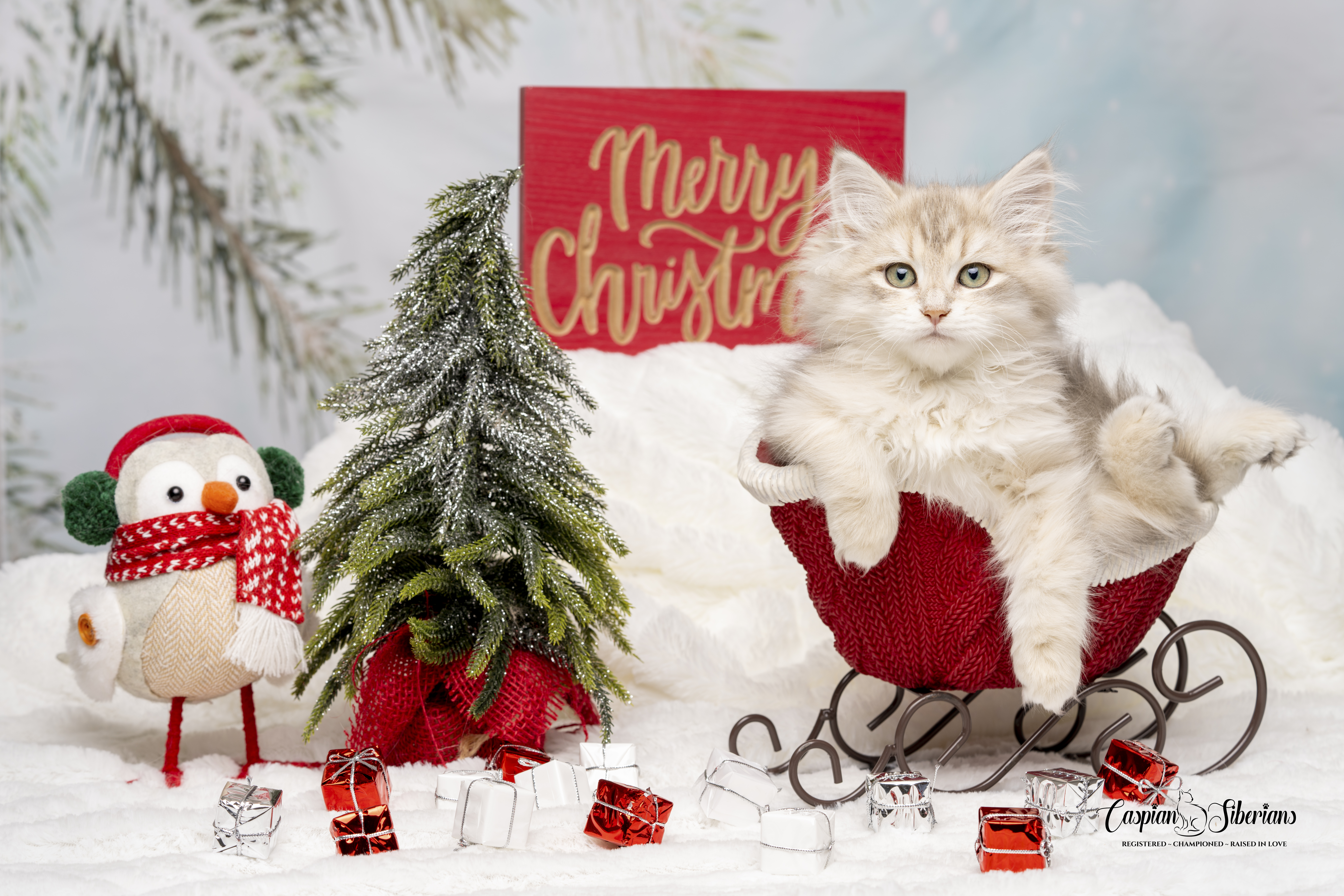 Caspian Siberians Kitten Photo Shoot