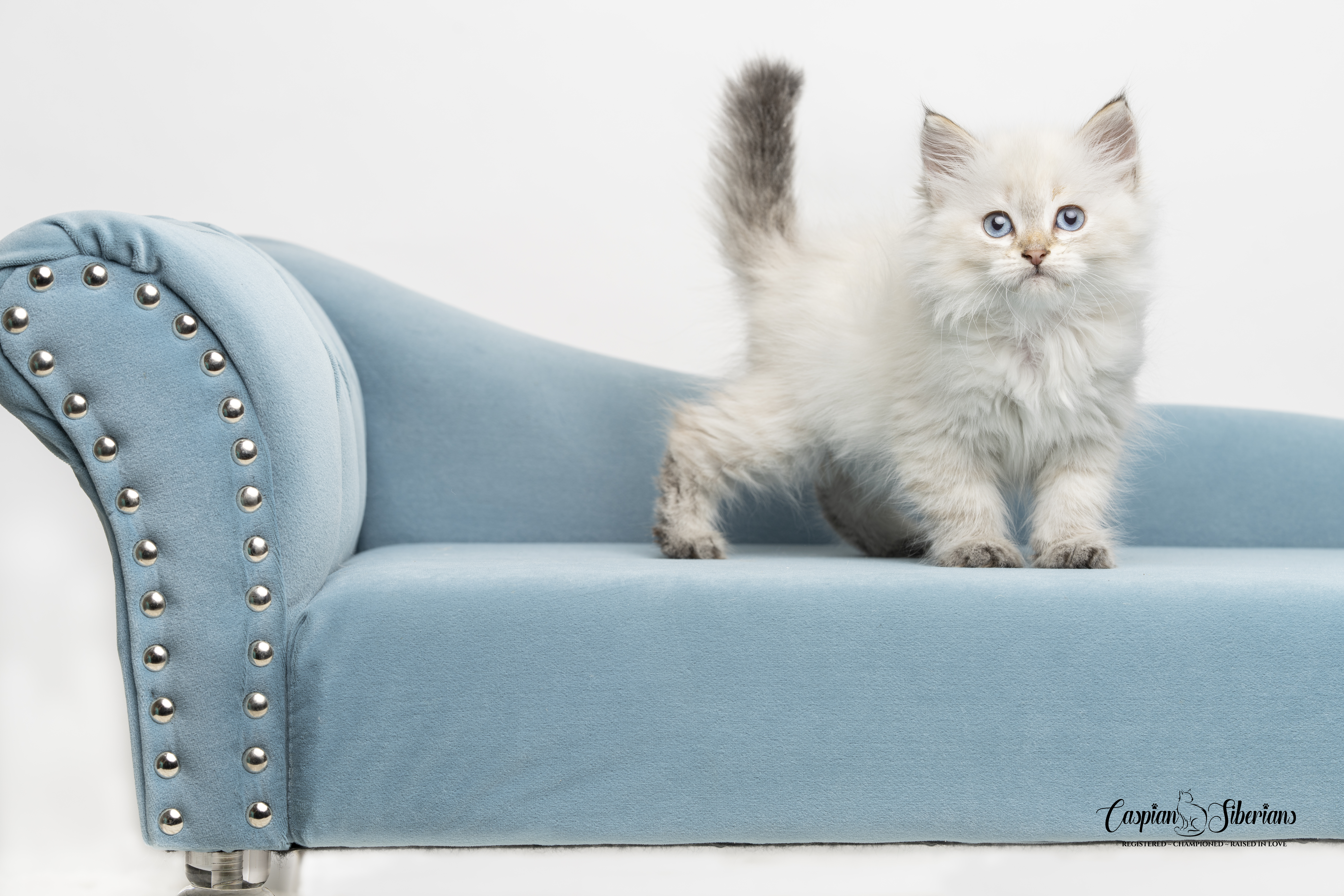 N&D Farmina 30% Off Kitten & Cat Food (Scan QR Code)