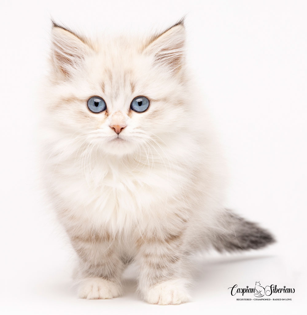 Caspian Siberian Cats
