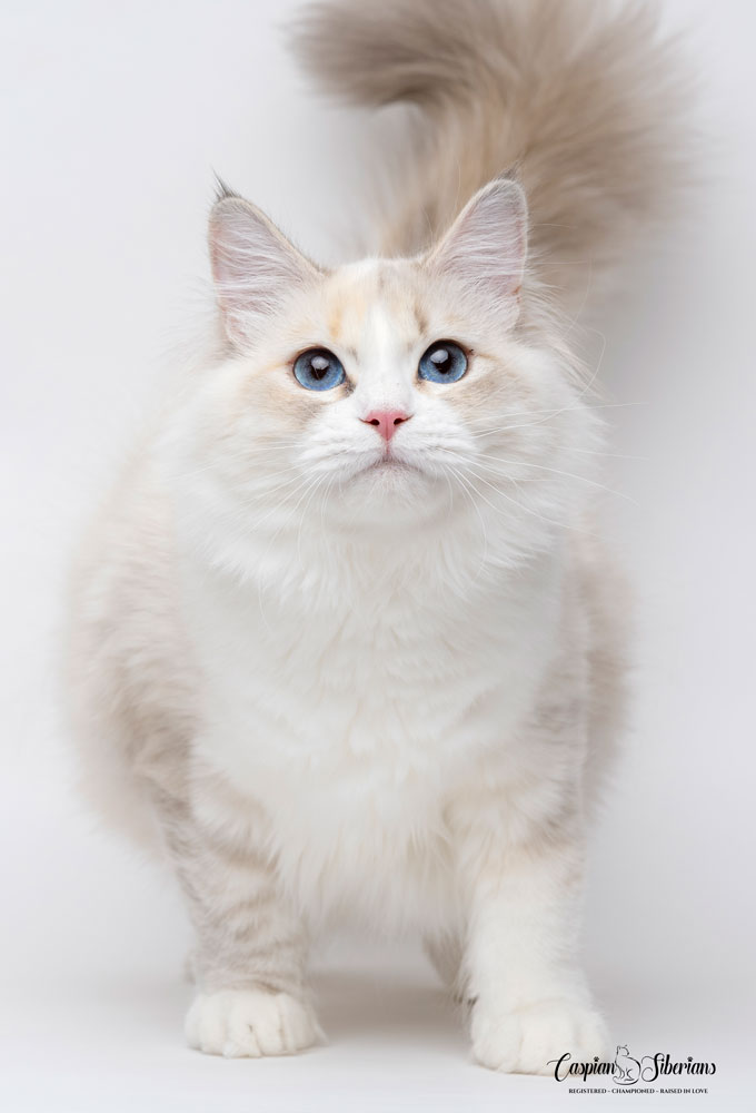 Fifa - Caspian Siberian Cattery