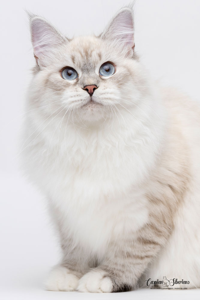 Ganna - Caspian Siberian Cattery