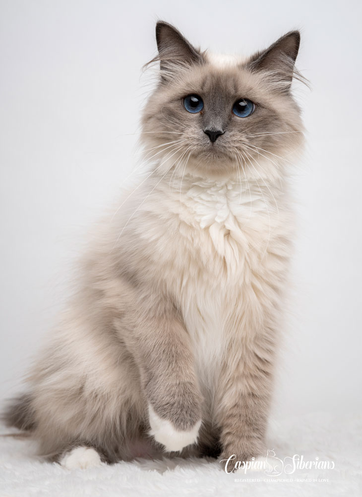 Ommara - Caspian Siberian Cattery