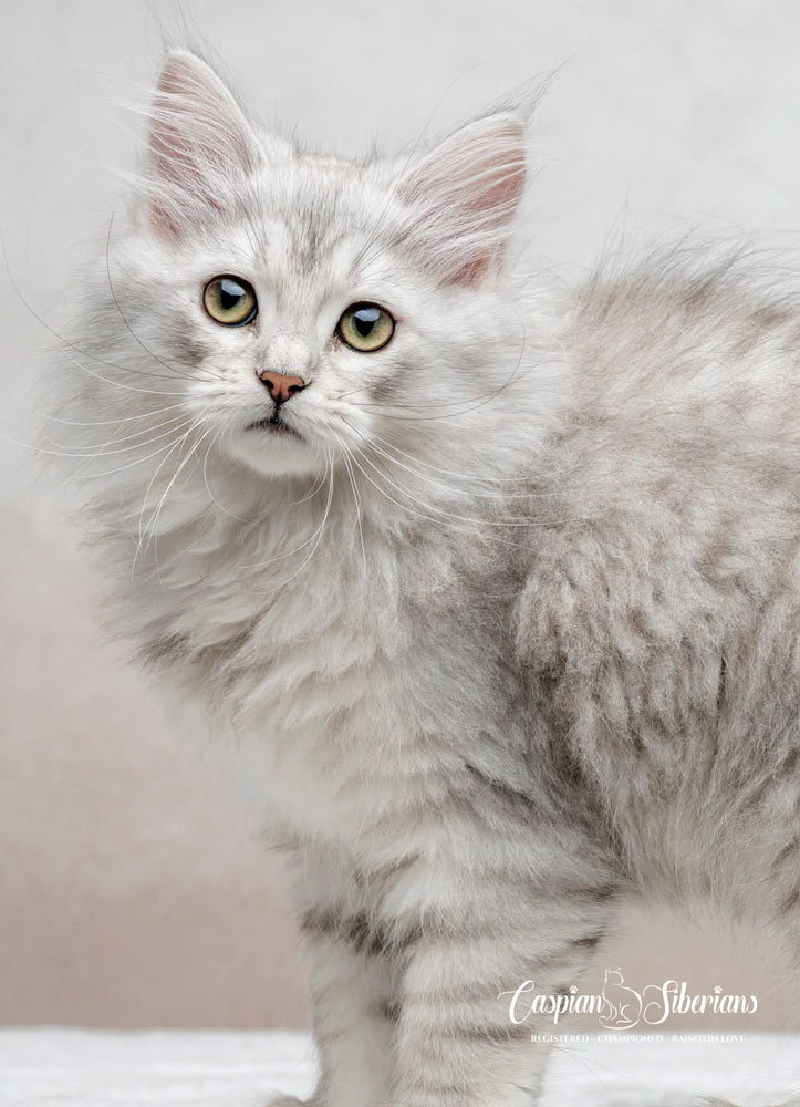 Oracle - Caspian Siberian Cattery