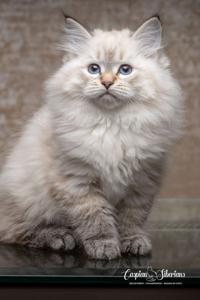 Pearl - Caspian Siberian Cattery