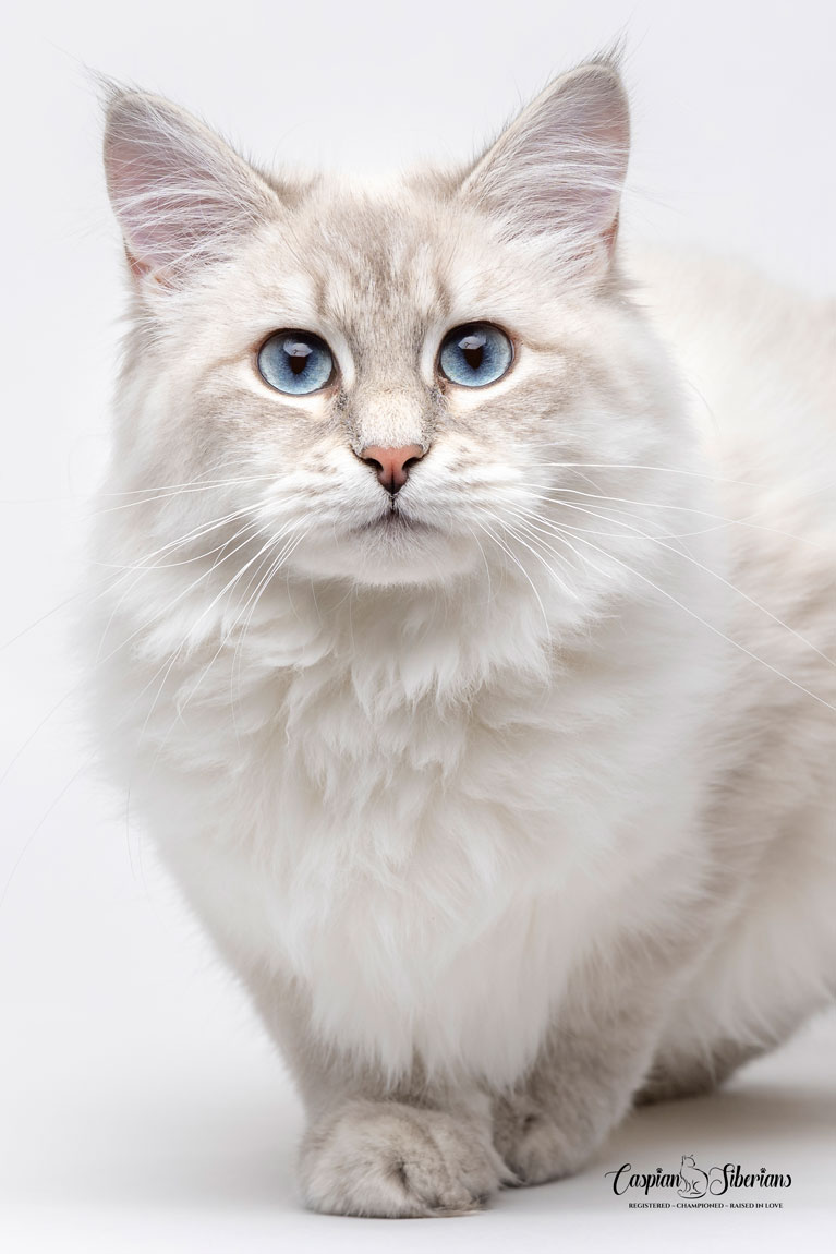 Prada - Caspian Siberian Cattery